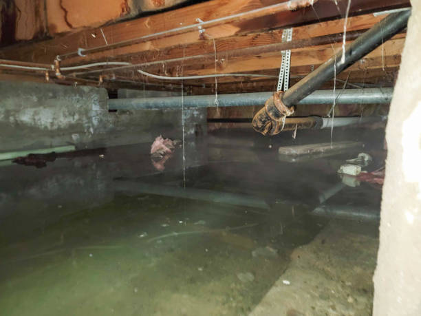 Best Water damage contractors near me  in New Franklin, OH